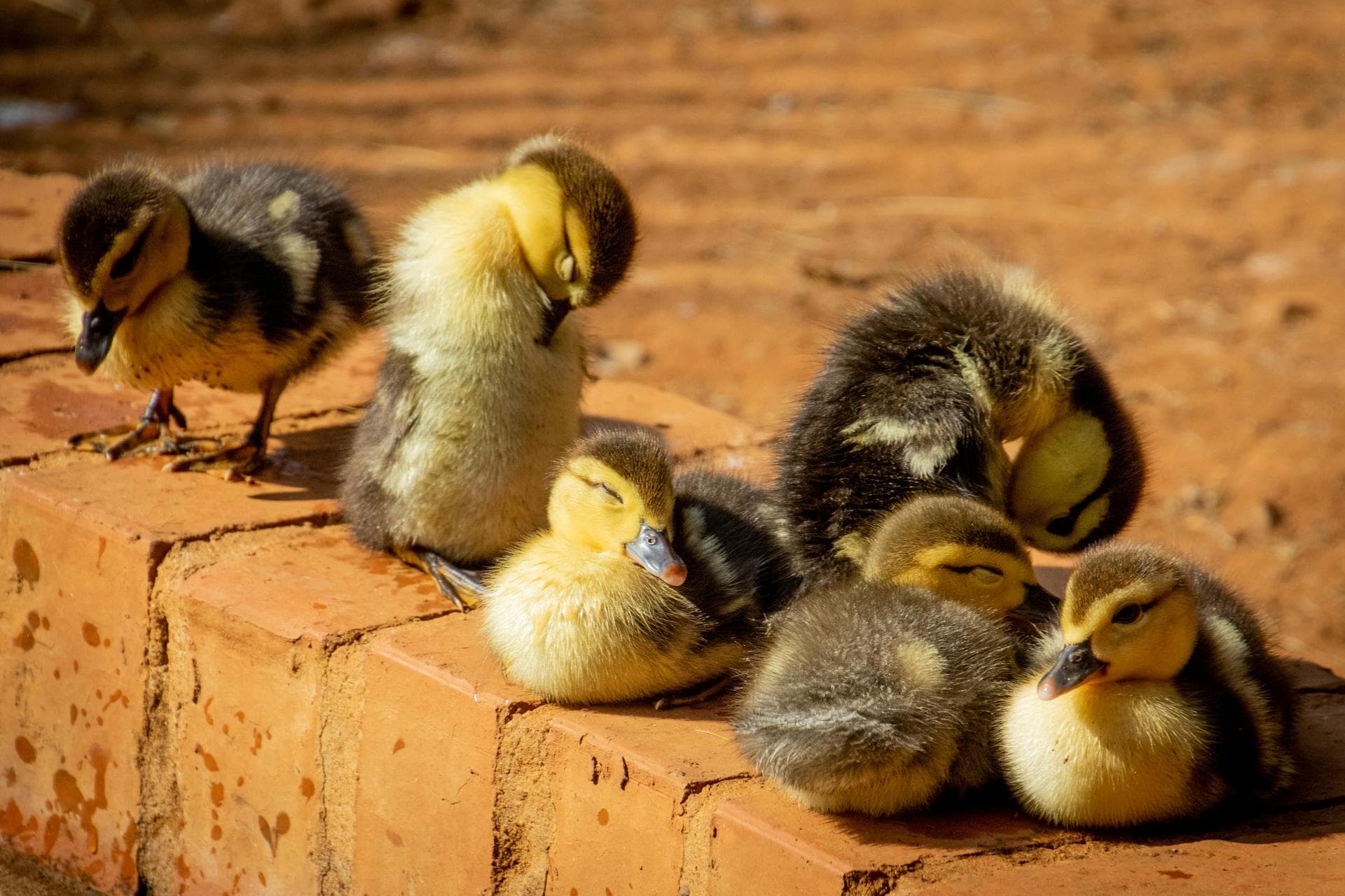 Best Vets in Scarborough