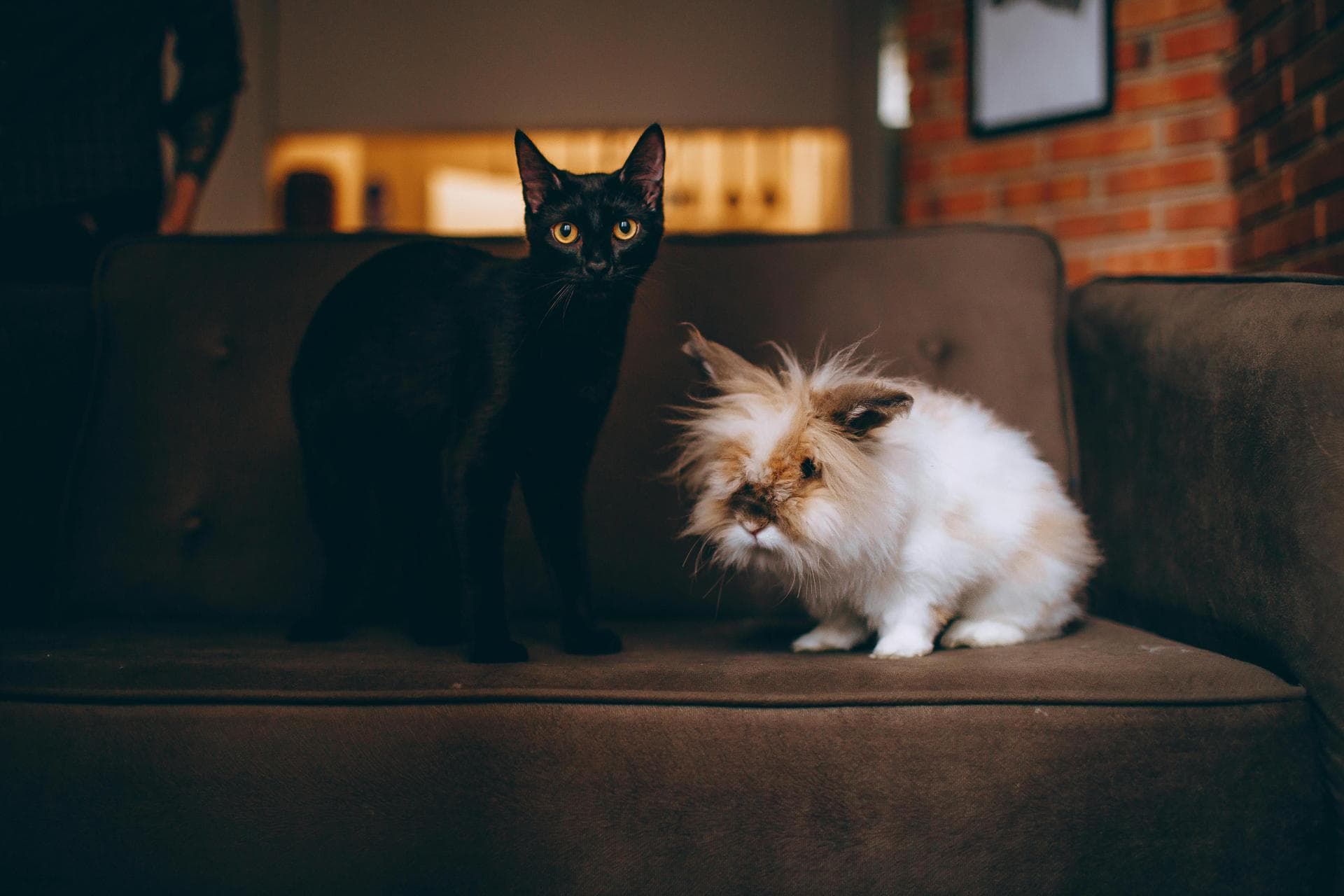Best Vets in Scarborough