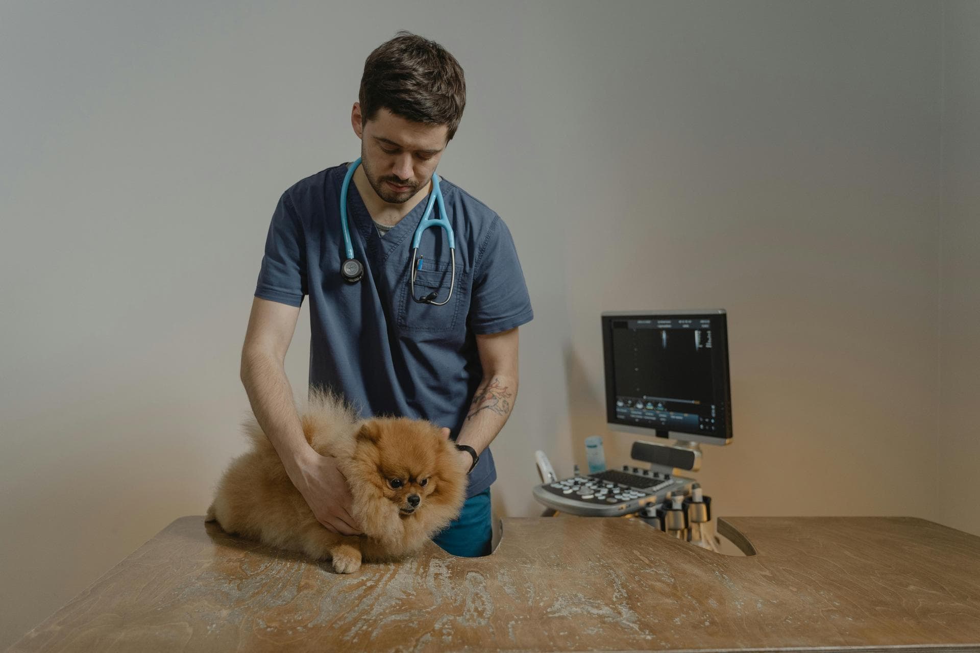 Best Vets in Scarborough