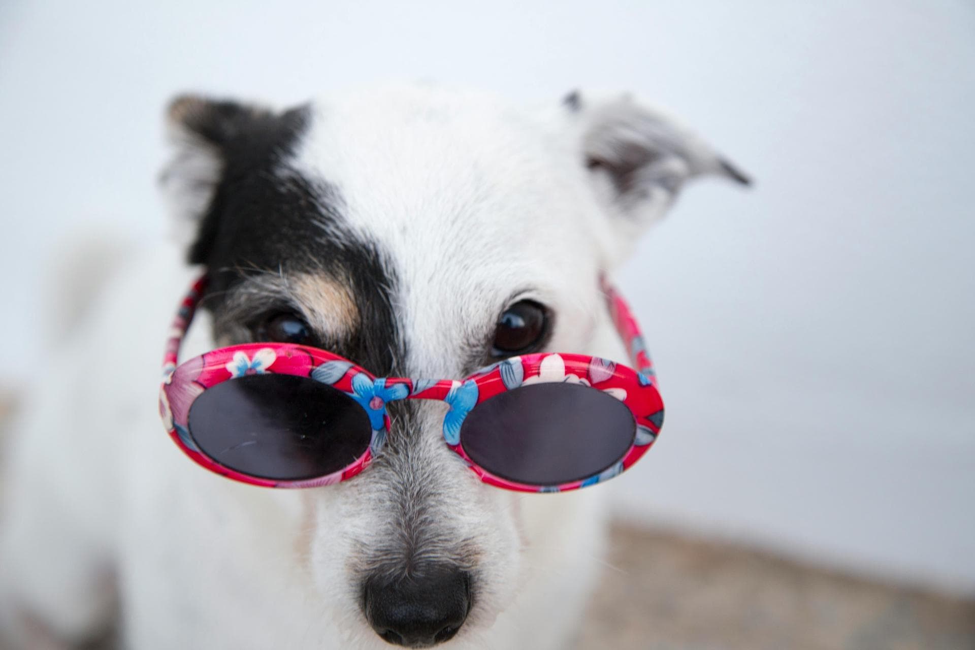 Dog & Cat Vets in Scarborough