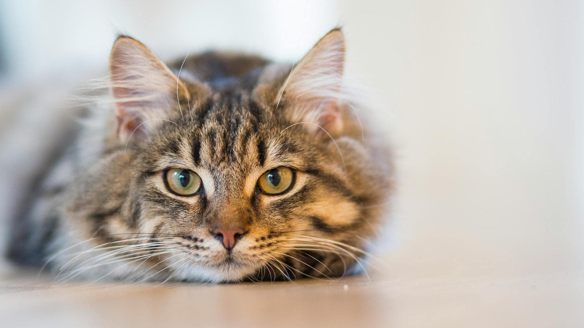 Dog & Cat Vets in Scarborough